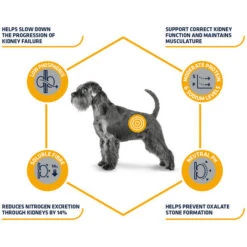 Affinity Advance Veterinary Diets Renal Hund -Hundebedarf Geschäft affinity advance veterinary diets renal hond 177343 0500 none
