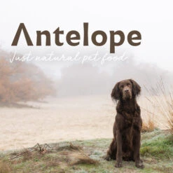 Antelope Fresh Puppy Hundefutter -Hundebedarf Geschäft antelope fresh puppy hondenvoer 217766 0500 none