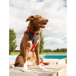 Beeztees Parinca Premium Y-Geschirr -Hundebedarf Geschäft beeztees parinca premium y tuig 199580 0500 none