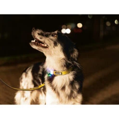 Beeztees Safety Gear Parinca Premium Halsband -Hundebedarf Geschäft beeztees safety gear parinca premium halsband 215015 0500 none