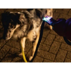 Beeztees Safety Gear Parinca Premium Hundeleine -Hundebedarf Geschäft beeztees safety gear parinca premium hondenriem 215036 0500 none