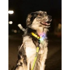 Beeztees Safety Gear Parinca Premium Hundeleine -Hundebedarf Geschäft beeztees safety gear parinca premium hondenriem 215039 0500 none