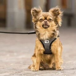 Curli Vest Harness Merino -Hundebedarf Geschäft curli vest harness merino black 175270 0500 none