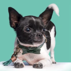 DWAM Halsband Bowie -Hundebedarf Geschäft dwam bowie halsband 186562 0500 none