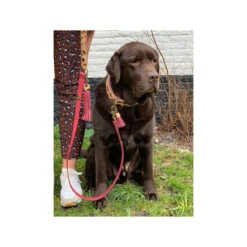 DWAM Halsband Lou Lou -Hundebedarf Geschäft dwam halsband lou lou 182185 0500 none