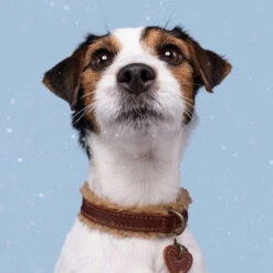 DWAM Halsband Teddy -Hundebedarf Geschäft dwam halsband teddy 189220 0500 none