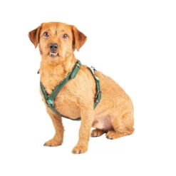 DWAM Hundegschirr Ivy -Hundebedarf Geschäft dwam hondentuigje ivy 182743 0500 none