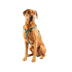 DWAM Hundegschirr Ivy -Hundebedarf Geschäft dwam hondentuigje ivy 182746 0500 none