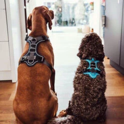 Hunter Geschirr Divo Dunkelblau/Grau -Hundebedarf Geschäft hunter harnas divo donkerblauwgrijs 166906 0500 none