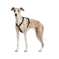 Hunter Vario Rapid Sicherheitsgeschirr - Schwarz -Hundebedarf Geschäft hunter vario rapid veiligheidsharnas zwart 169507 0500 none