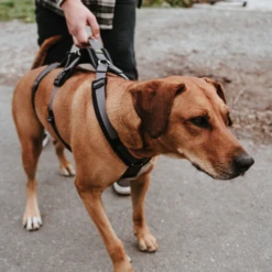 Hunter Sicherheitsgeschirr Maldon -Hundebedarf Geschäft hunter veiligheidsharnas maldon 221553 0500 none