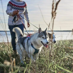 Hurtta - Geschirr Weekend Warrior Winter - Bilberry -Hundebedarf Geschäft hurtta weekend warrior winter harnas bilberry 216605 0500 none