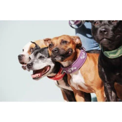 Hurtta Weekend Warrior Halsband -Hundebedarf Geschäft hurtta weekend warrior collar 189084 0500 none