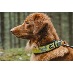 Hurtta Weekend Warrior Halsband -Hundebedarf Geschäft hurtta weekend warrior collar 189090 0500 none