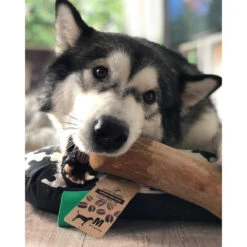 I&I Pet Supplies Kaffeebaum Kauwurzel 10 I&I Pet Supplies Kaffeebaum Kauwurzel -Hundebedarf Geschäft ii pet supplies koffieboom kauw wortel 129623 0500 none