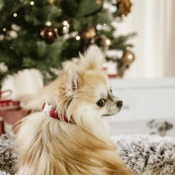 Kentucky Dogwear Corduroy Hundehalsband -Hundebedarf Geschäft kentucky dogwear corduroy hondenhalsband 219200 0500 none