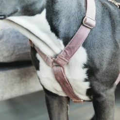 Kentucky Dogwear Hundegeschirr Velvet Loop -Hundebedarf Geschäft kentucky dogwear hondenharnas velvet loop 219284 0500 none