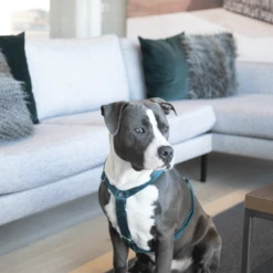 Kentucky Dogwear Hundegeschirr Velvet Loop -Hundebedarf Geschäft kentucky dogwear hondenharnas velvet loop 219293 0500 none