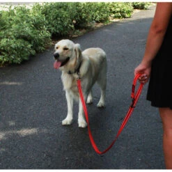 KONG Adjustable Leash -Hundebedarf Geschäft kong adjustable leash zwart 176938 0500 none