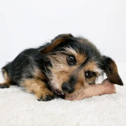 KONG ChewStix Ultra Stick -Hundebedarf Geschäft kong chewstix ultra stick 180856 0500 none