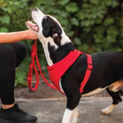 KONG Comfort Harness -Hundebedarf Geschäft kong comfort harness zwart 178771 0500 none