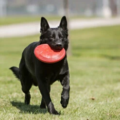 KONG Flyer Frisbee -Hundebedarf Geschäft kong flyer frisbee 163063 0500 none