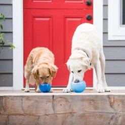 Planet Dog Orbee-Tuff Lil’ Snoop Toy -Hundebedarf Geschäft orbee tuff lil snoop toy 203408 0500 none