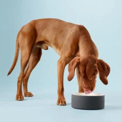 PAIKKA Cool Bowl -Hundebedarf Geschäft paikka cool bowl 217839 0500 none