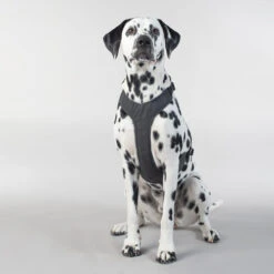 PAIKKA Visibility Harness 14 PAIKKA Visibility Harness -Hundebedarf Geschäft paikka visibility harness 217809 0500 none