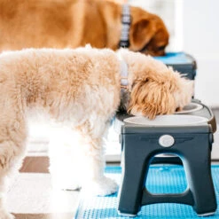 Popware Adjustable Height Pet Feeder -Hundebedarf Geschäft popware adjustable height pet feeder 164587 0500 none