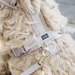 Kentucky Dog Harness Active Velvet -Hundebedarf Geschäft prod 15744 218987 0500 none