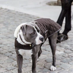 Kentucky Hundemantel Original -Hundebedarf Geschäft prod 15745 218998 0500 none