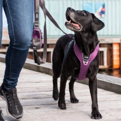 DOG Copenhagen Comfort Walk Pro Geschirr -Hundebedarf Geschäft prod 15938 220297 0500 none