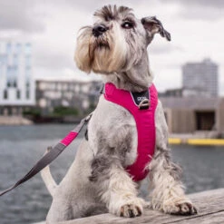 DOG Copenhagen Comfort Walk Pro Geschirr -Hundebedarf Geschäft prod 15938 220300 0500 none