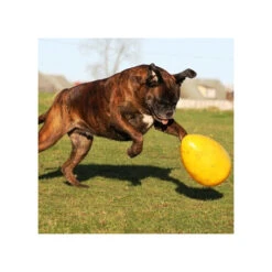 Jolly Egg -Hundebedarf Geschäft product jolly egg none 4 1496839893 86965