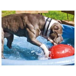 Jolly Egg -Hundebedarf Geschäft product jolly egg none 4 1496839894 86968