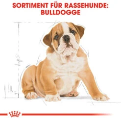 Royal Canin Bulldog Puppy - Hundefutter -Hundebedarf Geschäft royal canin bulldog puppy hondenvoer 137812 0500 none