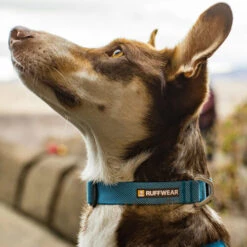 Ruffwear Hi & Light Halsband -Hundebedarf Geschäft ruffwear hi light collar 194264 0500 none
