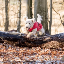 Trixie Regenjacke Vimy -Hundebedarf Geschäft trixie regenjas vimy 204857 0500 none