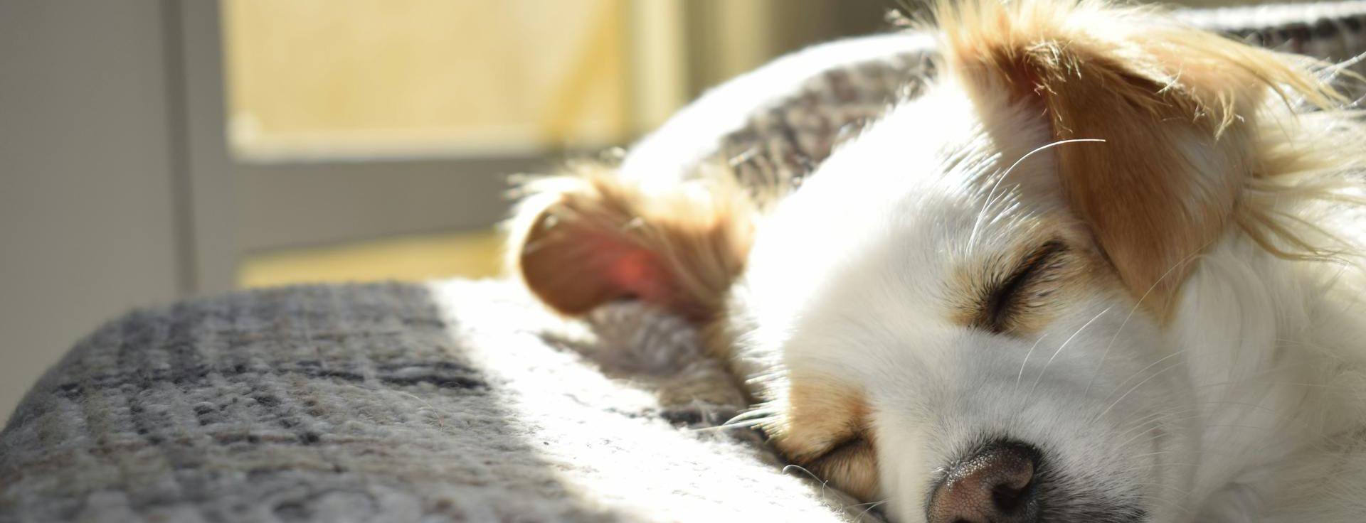 Hundebedarf Geschäft -Hundebedarf Geschäft pexels cdomingues10 731022